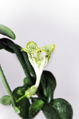  Parachute plant/flower (Ceropegia sandersonii Apocynaceae). Lime colored flowers also called umbrella flowers. Origin South Africa. Popular plant indoor in Scandinavia.