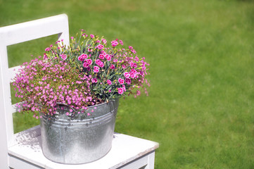 Pink carnation flowers, both small and big are growing a lot in the plate bowl. Here on a white chair in the grass.
