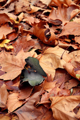 Beautiful autumn leaves background