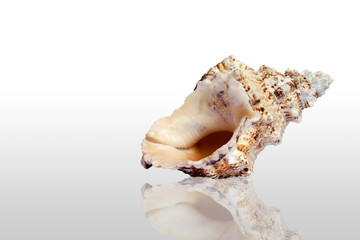 Summertime big yellow seashell