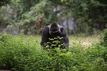 Obraz premium Animals of the Zoo - Gorilla