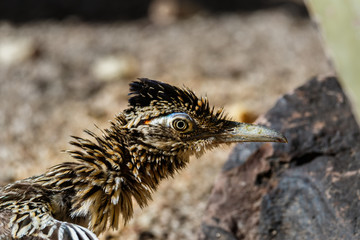 Close view of a Greater Roadrunner (Geococcyx californianus), feathers ruffled, in Arizona's Sonoran desert. 