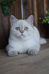 Obraz premium kitten cat scottish straight, lop-eared fluffy, animal