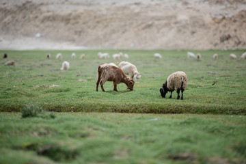 Brown Pashmina goat and white with black Himalaya sheep eating grass in highland plateau