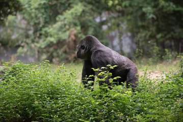 Obraz premium Animals of the Zoo - Gorilla
