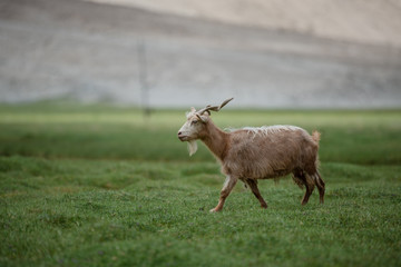Brown Pashmina goat walking in highland plateau