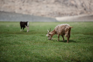 Fototapeta premium Brown Pashmina goat eating grass in highland plateau