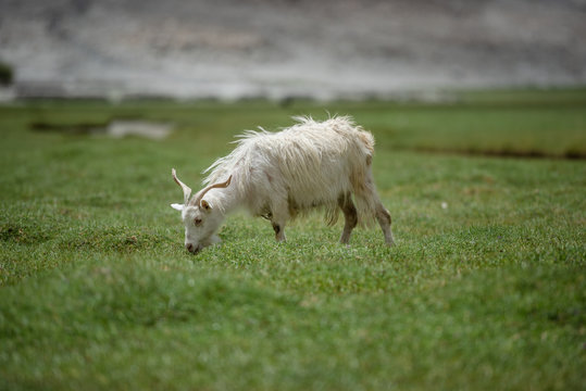 White Himalayan Pashmina goat in area of Pangong lake, Leh Ladakh, India