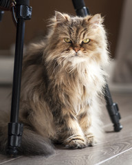 Retrato de gatita sentada