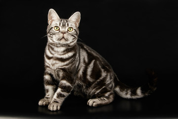 American shorthair cat on colored backgrounds