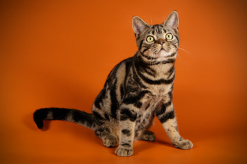 American shorthair cat on colored backgrounds