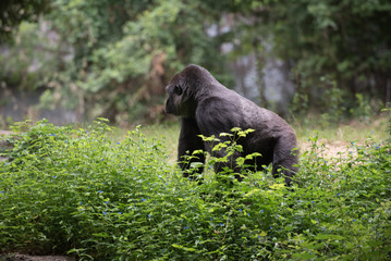 Obraz premium Animals of the Zoo - Gorilla