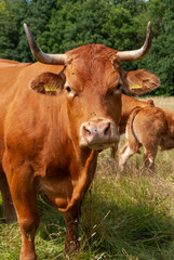 Brown cow in meadow