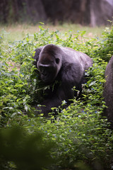 Animals of the Zoo - Gorilla