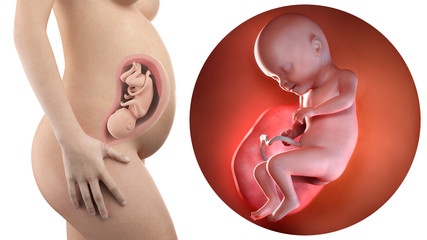pregnant woman with visible uterus and fetus week 31