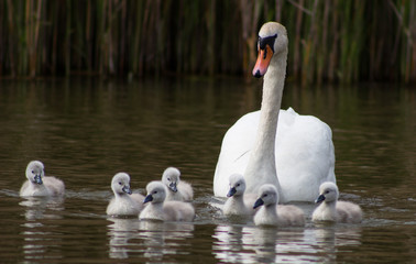 Swan and Cygnets