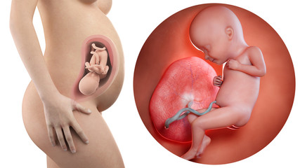 pregnant woman with visible uterus and fetus week 32