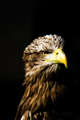 White tailed sea eagle