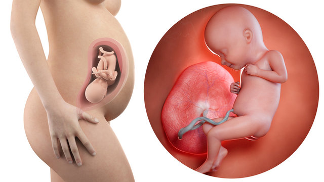 pregnant woman with visible uterus and fetus week 32