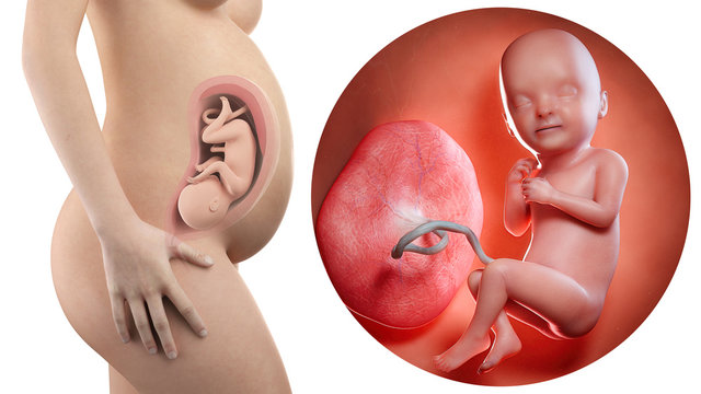 pregnant woman with visible uterus and fetus week 33