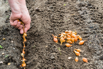 Hand planting onion seeds into the soil, seeding plants in the vegetable garden. Organic farming concept.