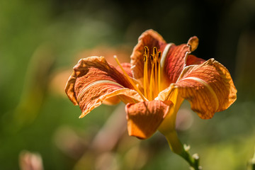 Obraz premium Flower