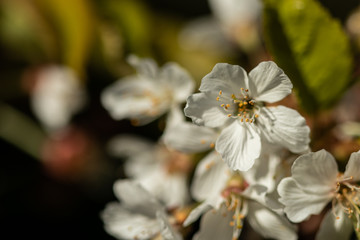 Blossom