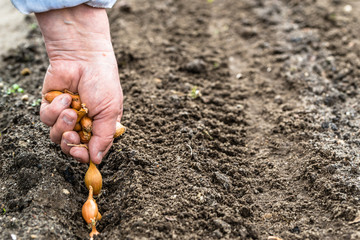 Farmer's hand planting onion seeds in the vegetable garden. Seeding onions on farm, organic farming concept.