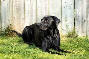 Black Labrador