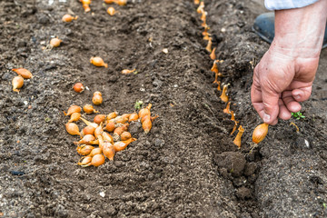 Hand planting seeds of onion on farm or in organic vegetable garden. Bio farming concept