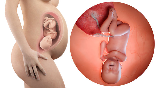 pregnant woman with visible uterus and fetus week 40