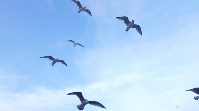 Flock of seagulls in the blue sky