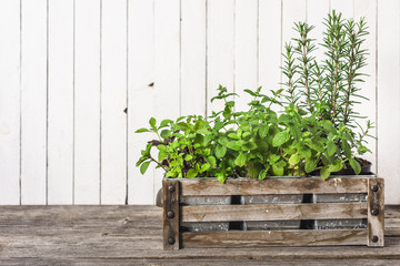 Fresh herb from the garden growing in wooden box, basil, mint and rosemary. Herbs on wooden white background.