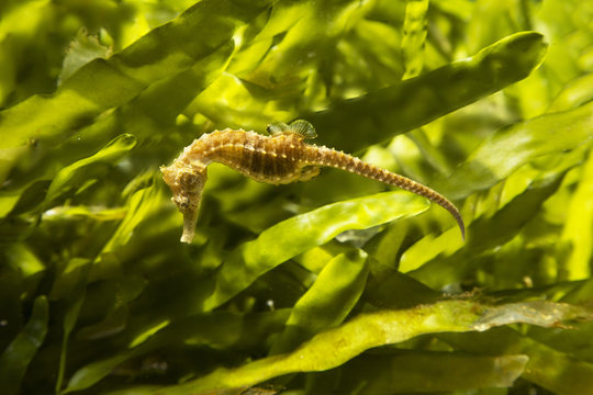 Closeup of a seahorse with a background of algae