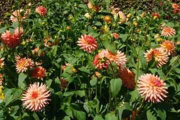 flower, yellow, nature, plant, garden, green, summer, orange, flora, bloom, flowers, blossom, dahlia, petals, macro, petal, beauty, beautiful, bright, floral, red, leaf, English, UK, autumn