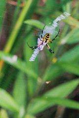 Garden Spider
