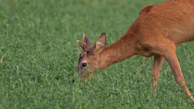 European roe deer (Capreolus capreolus) smelling female