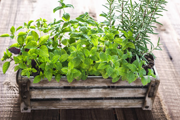 Fresh herb, mint, rosemary and basil in wooden box. Growing herbs from the garden.