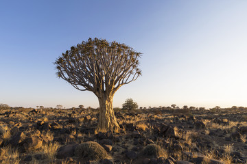 Large quiver tree in rocky arid country