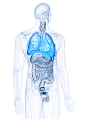 3d rendered, medically accurate illustration of the lungs