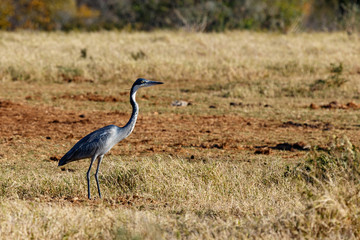 Heron Bird walking