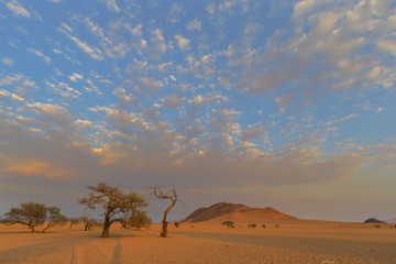 Fototapeta na wymiar Sunrise color clouds above camel thorn trees