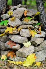 Bright maple leaves fallen on stones