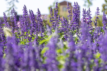 Naklejka premium Violet lavender flowers in a colorful garden