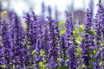 Violet lavender flowers in a colorful garden