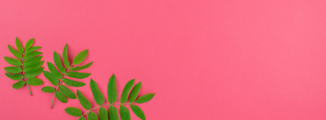 Green rowan tree leaves on bright pink background