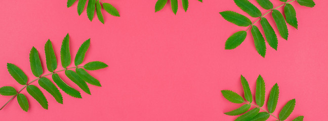 Green rowan tree leaves on bright pink background