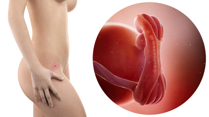 pregnant woman with visible uterus and fetus week 5