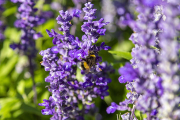 Violet lavender flowers in a colorful garden