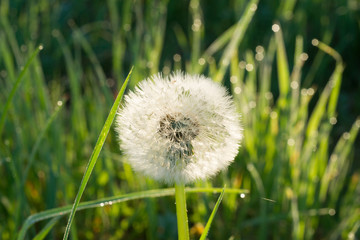 SONY DSC